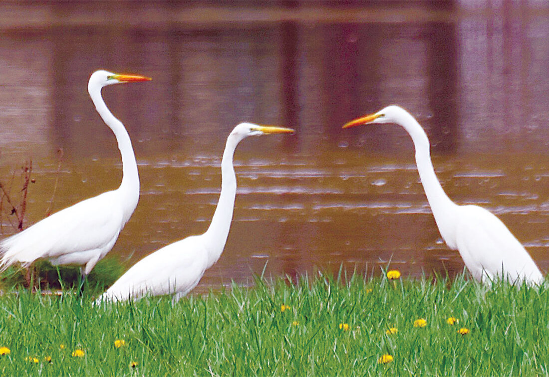 Brewing Locally Image